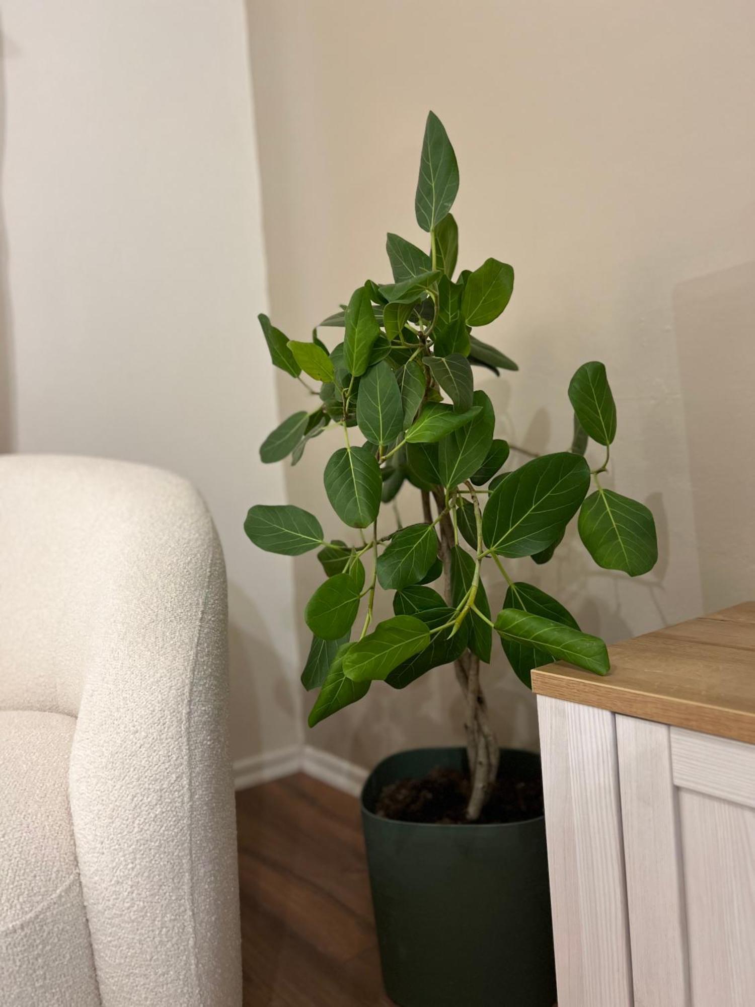 Boho Cane Apartment Тирана Екстер'єр фото